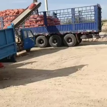 甘肃白银黄皮洋葱产地一级货源