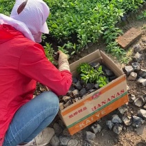 宿根福禄考