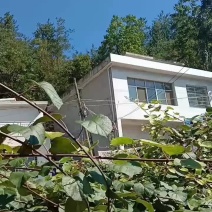西峡县黄心猕猴桃