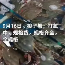 梭子蟹