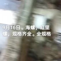 海螺