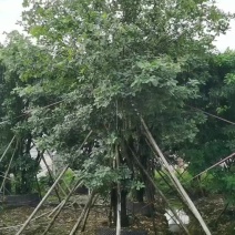 红花玉蕊