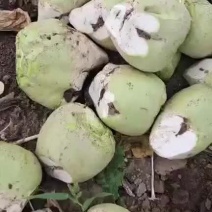 芥菜疙瘩大量上市，装袋，散装，带根带叶大量出货，欢迎新老