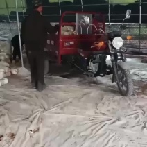 出菇菌包