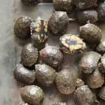 黄泽