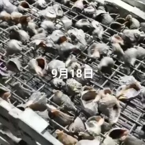 海螺