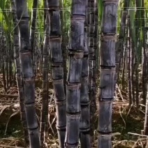 甘蔗