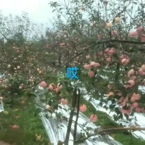 基地晚熟富士苹果，大量上市定货中