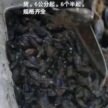 海虹