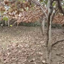 海沃德猕猴桃