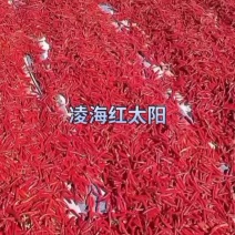 红太阳辣椒