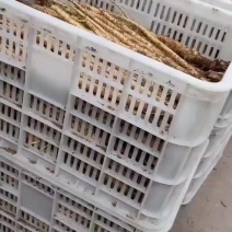 沙参
