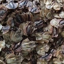 一手厂家直销墨鱼干