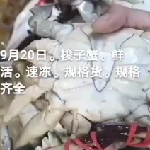 梭子蟹