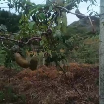 湘西高山八月瓜