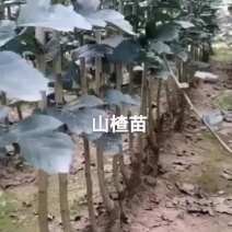 山楂苗出售预订量大优惠