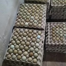 野鸡蛋山鸡蛋品质优口感佳大量供应可对接市场档口商超