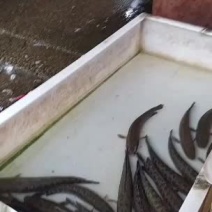 土财鱼土鲢鱼