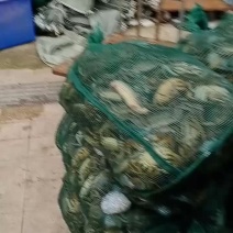 洪泽湖大闸蟹普货大量上市