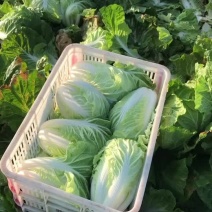 矮颗夏阳菜