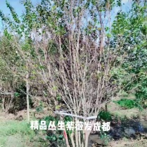 精品丛生紫薇高4.5米左右冠3～3.5量大