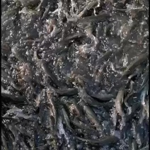 草鱼苗