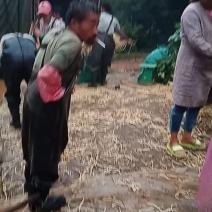 鱼腥草