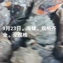 海螺