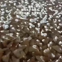 海蜇
