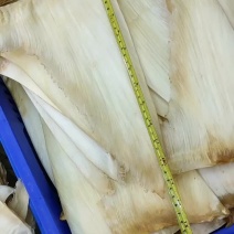 鱼翅
