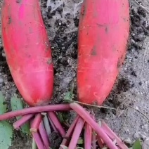 红皮萝卜