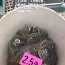 大闸蟹