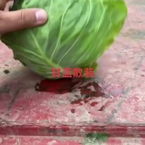 甘蓝