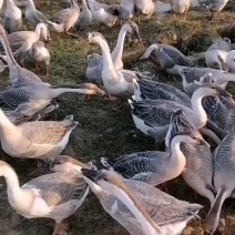 灰鹅雁鹅