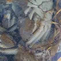 山东大闸蟹基地直供