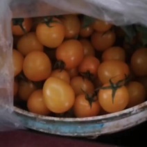 圣女果小番茄