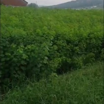 乌桕当年苗