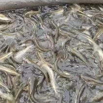 云南官渡精品大口鲢鲢鱼产地直发货量充足量大从优欢迎