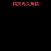 黄精苗黄精种苗黄精黄精茶