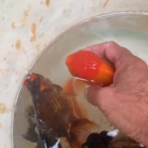 金鱼