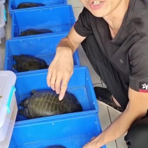 荆州产大唐中华鳖老鱼