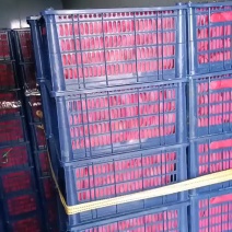 库存精品123苹果，鸡心果，