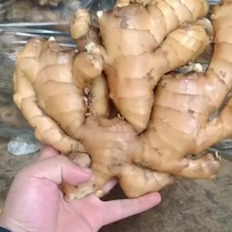 山东优质大黄姜大量上市销售，品质好，价格低代发全国发货
