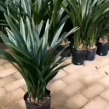 墨兰花带花苞墨兰浓香型名贵兰花四季兰开花香