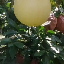 梅州柚