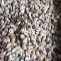海螺