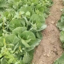 甘蓝