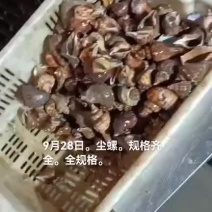 海螺