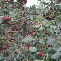 龙丰果