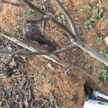 辽系清香纸皮核桃树苗嫁接树苗